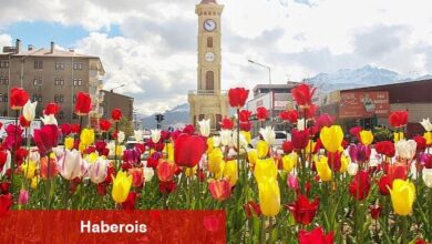 Van Büyükşehir Belediyesi tarafından sonbahar aylarında dikilen laleler kenti süslemeye başladı
