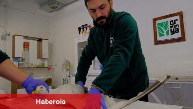 Yaralı martıya Büyükşehir şefkati