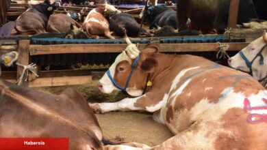Aman dikkat! Kurban Bayramı öncesi dolandırıcılar iş başında! - Haberois Aman dikkat! Kurban Bayramı öncesi dolandırıcılar iş başında!