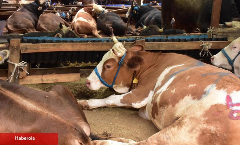 Aman dikkat! Kurban Bayramı öncesi dolandırıcılar iş başında! - Haberois Aman dikkat! Kurban Bayramı öncesi dolandırıcılar iş başında!