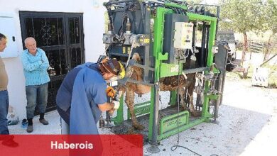 Antalya Büyükşehir'in hayvancılığa desteği sürüyor