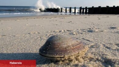 Balıkçılık İşletmelerine Akan Uygunsuz Covid Yardımı, Resmi Bulgular