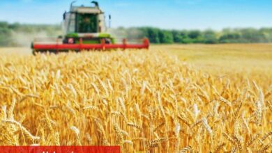 Buğdayda verim artışı bekleniyor