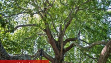 Bursa Osmangazi 'Kurumsal Sera Gazı Envanteri' hazırlandı