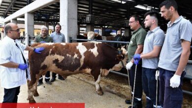 Bursa Osmangazi'de kaçan kurbanlıklar onlara emanet