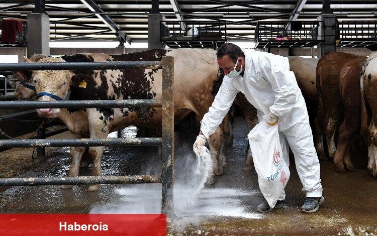 Bursa Osmangazi'de kurban pazarlarında sinekle mücadele - Haberois Bursa Osmangazi'de kurban pazarlarında sinekle mücadele