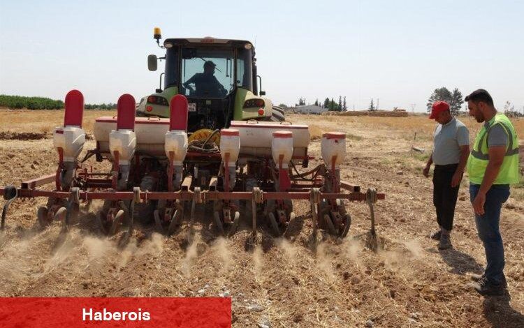 Çiftçilerin mısır sevinci - Haberois Çiftçilerin mısır sevinci