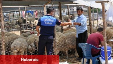 Çukurova kurban satış yerleri - Haberois Çukurova kurban satış yerleri