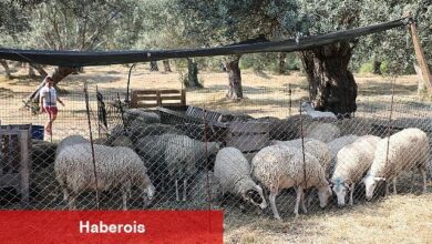 Edremit'te kurban satış ve kesim yerleri belirlendi - Haberois Edremit'te kurban satış ve kesim yerleri belirlendi