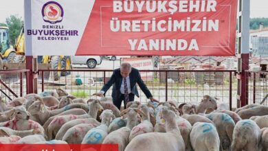 Hayvancılığa damızlık koç desteği - Haberois Hayvancılığa damızlık koç desteği