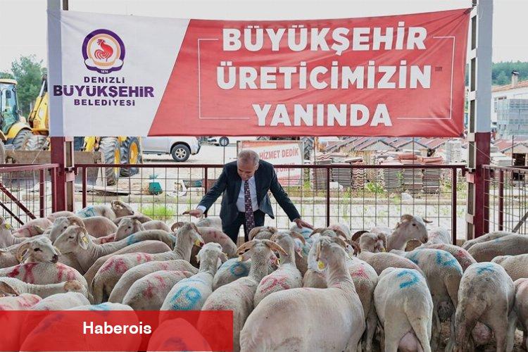 Hayvancılığa damızlık koç desteği