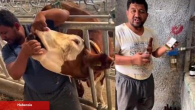 İneğe içki içirdiği öne sürülen çiftlik çalışanı toplumsal medyayı ayağa kaldırdı! O çalışana...