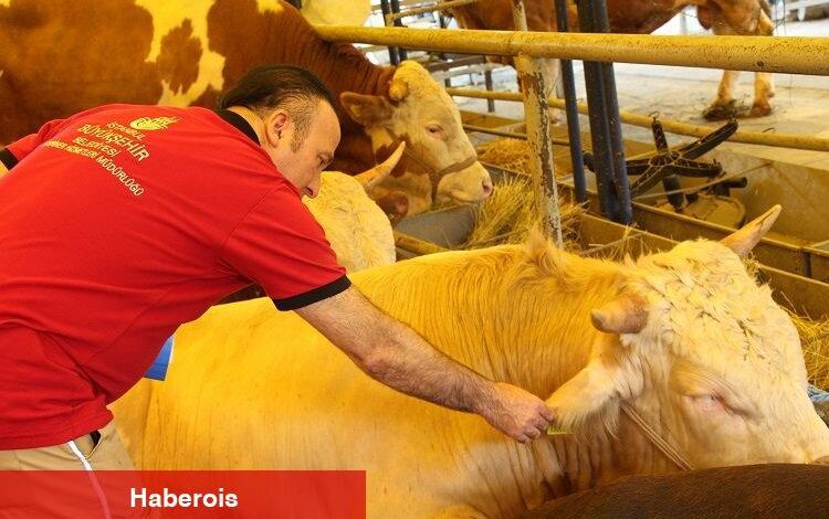 İstanbul Kurban Bayramı'na hazır - Haberois İstanbul Kurban Bayramı'na hazır