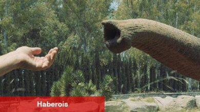 İstanbul Modern Sinema'da Unutma Biçimleri - Haberois İstanbul Modern Sinema'da Unutma Biçimleri