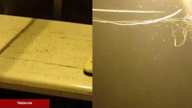 İstanbul'da "sivri sinek" tedirginliği! Toplumsal medyadan yardım daveti - Haberois İstanbul'da "sivri sinek" tedirginliği! Toplumsal medyadan yardım daveti