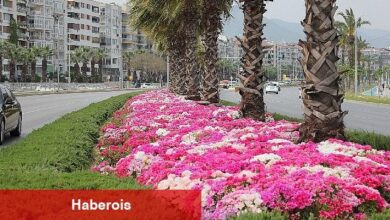 İzmir çiçek açtı - Haberois İzmir çiçek açtı