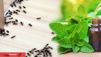 Kanatlı karınca nasıl yok edilir? Kanatlı karınca neden olur? Uçan karınca nasıl yok edilir?