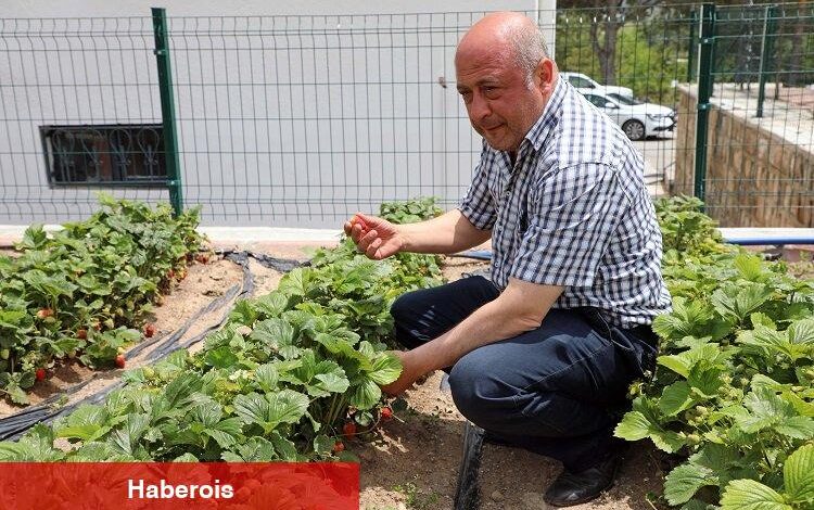 Kayseri Talas'tan deneme bahçelerine teşvik