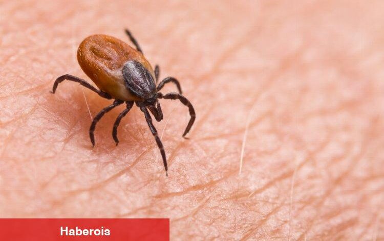Kene kontrolü yapmayı unutmayın - Haberois Kene kontrolü yapmayı unutmayın