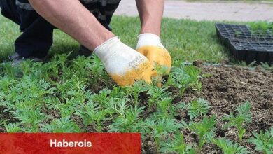 Korkuteli çiçeklerle renklendi