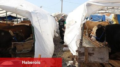 Kurban pazar yerleri ilaçlanıyor - Haberois Kurban pazar yerleri ilaçlanıyor