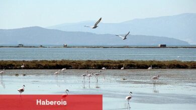Kuş Cenneti'ne anjiyo: 40 km yatak temizlenecek