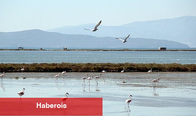 Kuş Cenneti'ne anjiyo: 40 km yatak temizlenecek - Haberois Kuş Cenneti'ne anjiyo: 40 km yatak temizlenecek