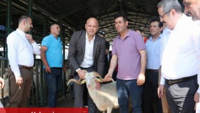 Manisa'da damızlık koçlar üreticilere teslim ediliyor