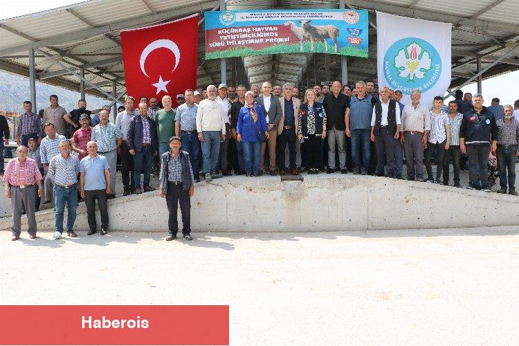 Manisa'da sürüleri iyileştirecek proje... Koçlar Büyükşehir'den - Haberois Manisa'da sürüleri iyileştirecek proje... Koçlar Büyükşehir'den