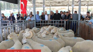 Manisa'da sürüleri iyileştirecek proje... Koçlar Büyükşehir'den