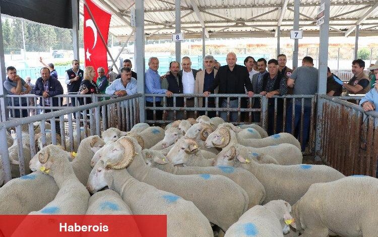 Manisa'da sürüleri iyileştirecek proje... Koçlar Büyükşehir'den