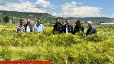 Manisa'da tohumların verimliliği yüzleri güldürüyor - Haberois Manisa'da tohumların verimliliği yüzleri güldürüyor