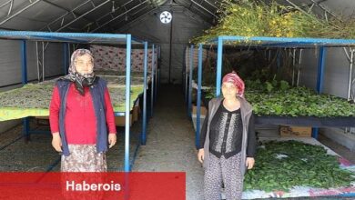 Muğla Büyükşehir'in Desteklediği İpekböcekçiliği Üretiminde Yüzler Gülüyor - Haberois Muğla Büyükşehir'in Desteklediği İpekböcekçiliği Üretiminde Yüzler Gülüyor