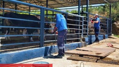 Muğla'da Büyükşehir tüm birimleri ile bayrama hazır