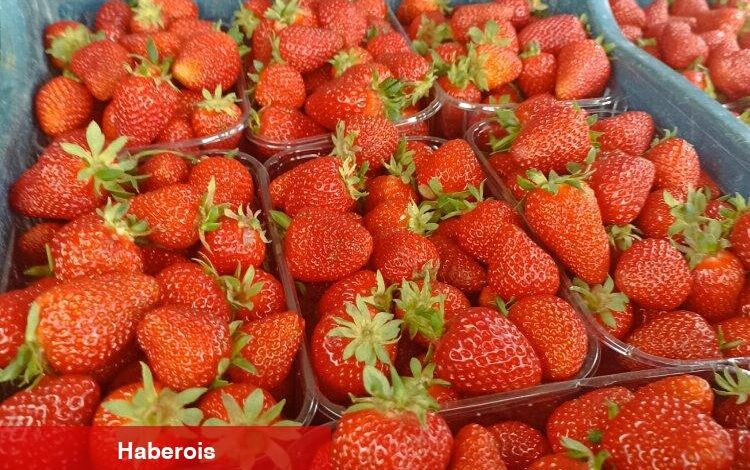 Muğla’nın çilekleri Migros raflarında - Haberois Muğla’nın çilekleri Migros raflarında