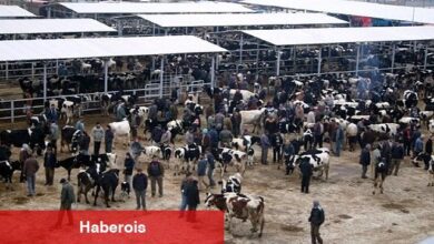 Ödemiş'te kurban satış ve kurban kesim yerleri belli oldu