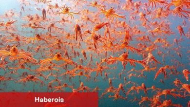 Okyanustaki Casus: Derin Denizlere Kameralarla Yolculuk - Haberois Okyanustaki Casus: Derin Denizlere Kameralarla Yolculuk
