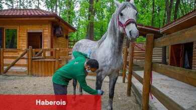 Ormanya bayrama hazır - Haberois Ormanya bayrama hazır