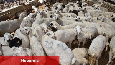 Selçuklu'da kurban satış ve kesim yerleri hazır