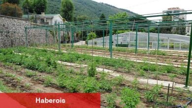Tugay "Yerel tohumları koruyor ve toprakla buluşturuyoruz" - Haberois Tugay "Yerel tohumları koruyor ve toprakla buluşturuyoruz"