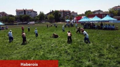 Türkiye Üniversitelerarası Yağlı Güreş Şampiyonası'nda pehlivanlar er meydanında