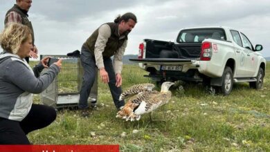 Uçabilen en büyük kuş takın takipte! - Haberois Uçabilen en büyük kuş takın takipte!
