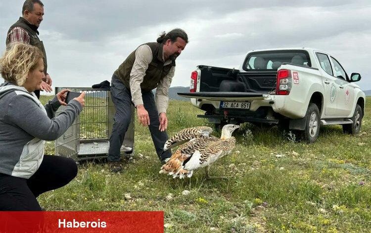 Uçabilen en büyük kuş takın takipte! - Haberois Uçabilen en büyük kuş takın takipte!