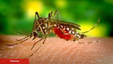 Yaz aylarının baş belası sivrisineklerden kurtulmanın en tesirli yolları - Haberois Yaz aylarının baş belası sivrisineklerden kurtulmanın en tesirli yolları