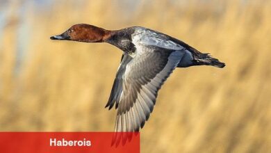 Yine Avcıların İstediği Oldu, Nesli Tehlike Altındaki Türlerin Avlanılmasına İzin Verildi. - Haberois Yine Avcıların İstediği Oldu, Nesli Tehlike Altındaki Türlerin Avlanılmasına İzin Verildi.