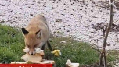 Yolda gördüğü tilkiyi ekmekle besledi