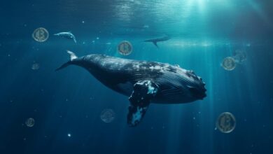 Yükseltme Haberi Sonrası Balinalar Bu Altcoin’e Koştu!