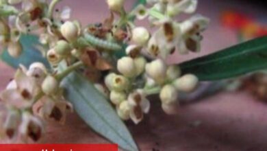 'Zeytin Güvesi Çiçek Nesli' ilaçlaması başladı - Haberois 'Zeytin Güvesi Çiçek Nesli' ilaçlaması başladı