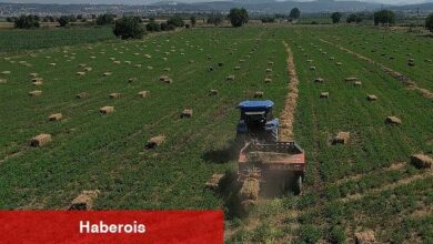 434 Dekar Araziden Elde Edilen Kaba Yem Üreticiye Dağıtılacak