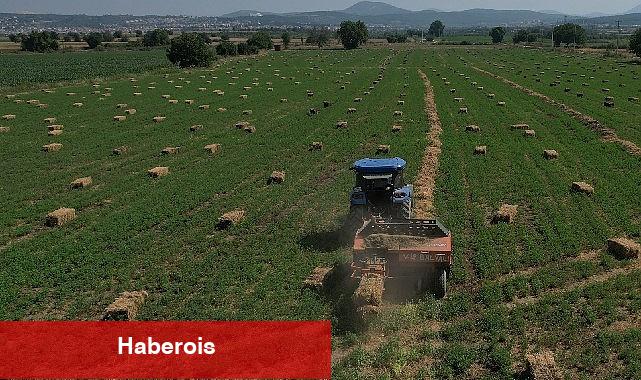 434 Dekar Araziden Elde Edilen Kaba Yem Üreticiye Dağıtılacak